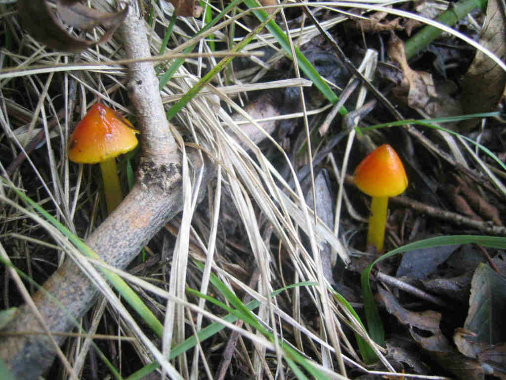 2005 :  Un anno di funghi
